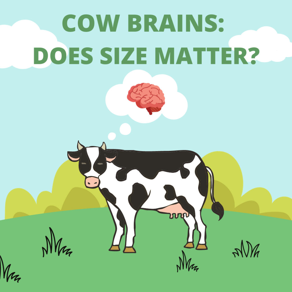 Cow Brains Does Size Matter? The Chicago Council on Science and