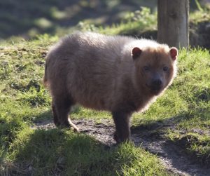 A small, fluffy canine with caramel colored fur called a bush dog stands in some short green grass.