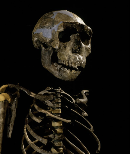 a photo of a skeleton