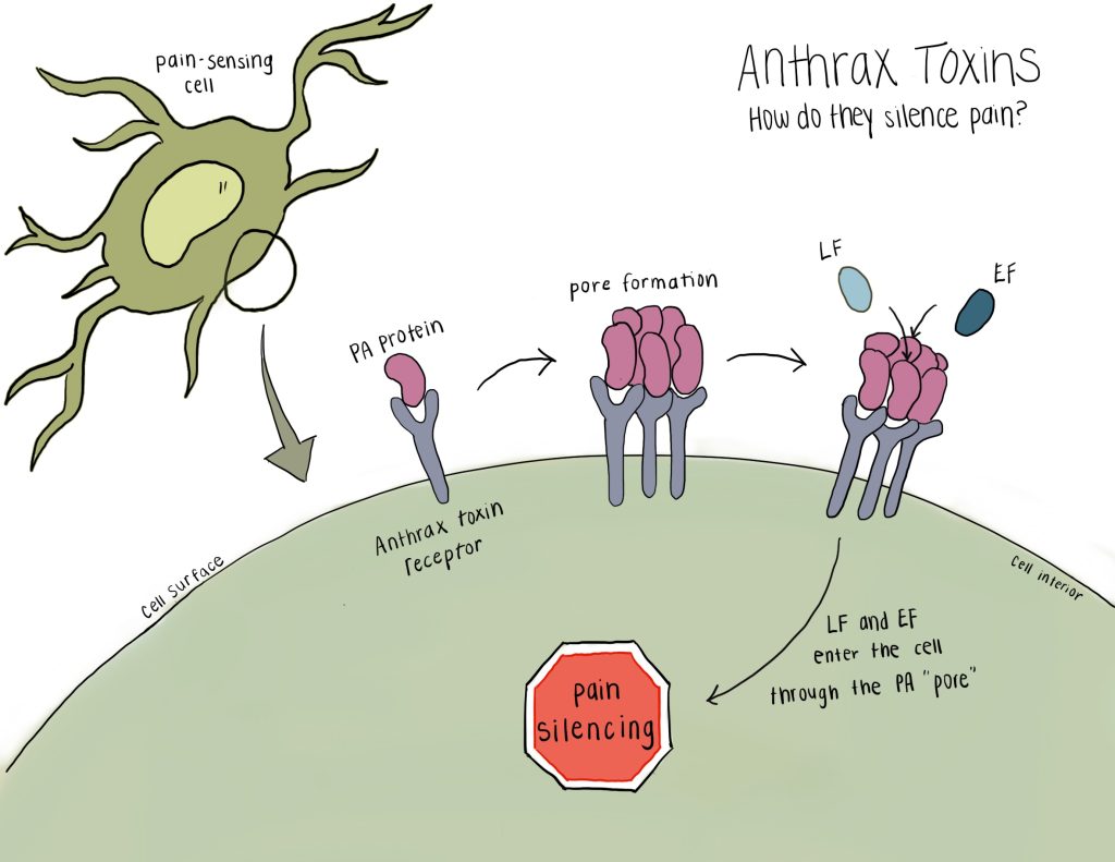 pain sensing cells